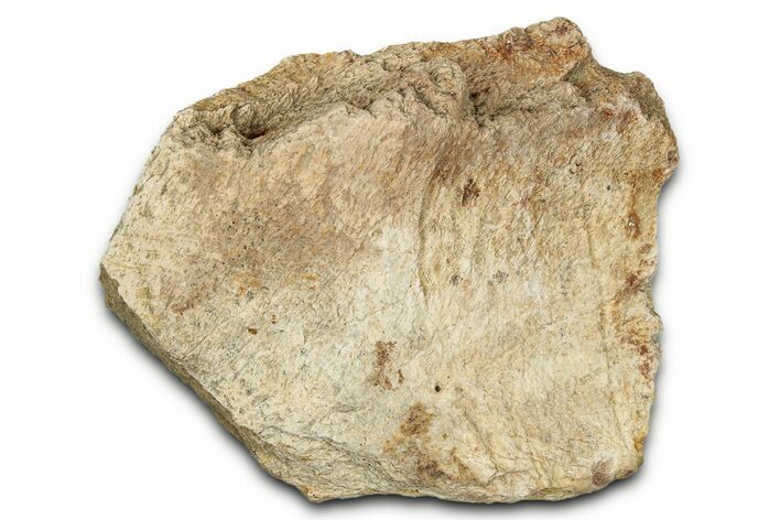 Dinosaur (Triceratops) Frill Shield Section - Montana #338924